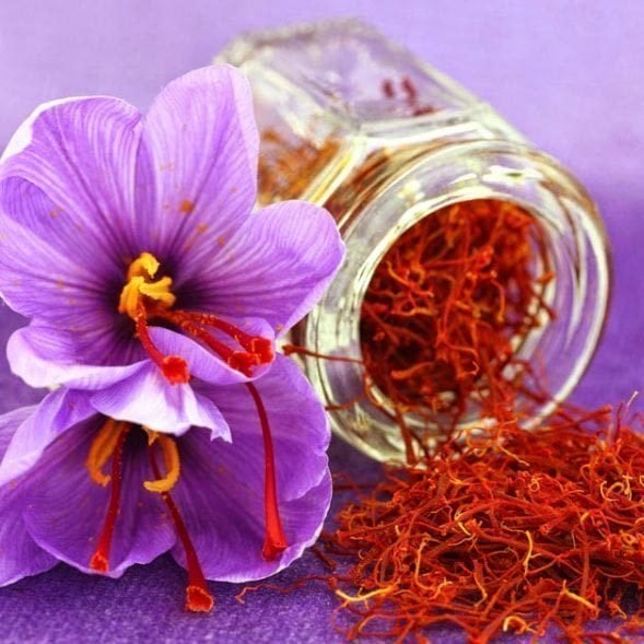 Gerçek safran soğanı crocus sativus 50 adet