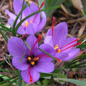 Gerçek safran soğanı crocus sativus 50 adet