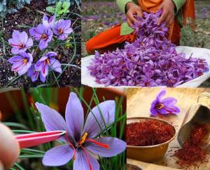 Gerçek safran soğanı crocus sativus 50 adet