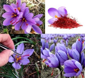Gerçek safran soğanı crocus sativus 50 adet