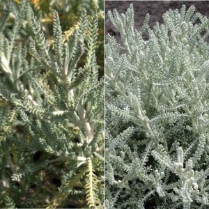 Santolina tomentosa fidesi böcek kovucu lavantin