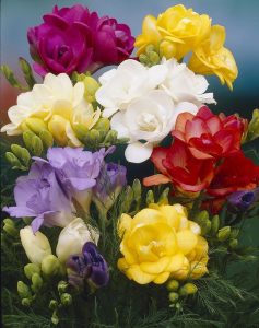 Frezya soğanı ithal katlı kokulu karışım freesia bulb 10  adet