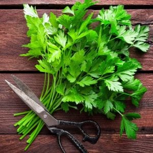 Geniş yapraklı italyan maydanoz tohumu atalık italian giant parsley