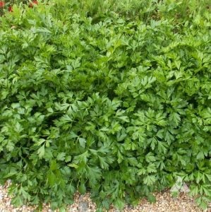 Geniş yapraklı italyan maydanoz tohumu atalık italian giant parsley