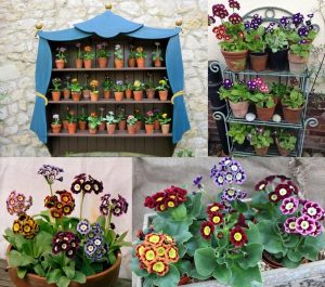 Kokulu primula auricula çiçeği saksıda