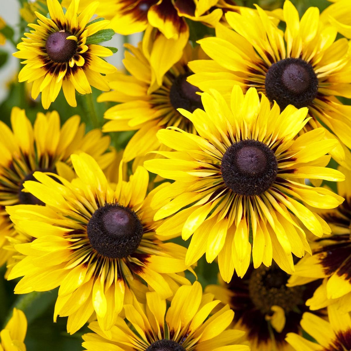 Rudbekya güneş şapkası tohumu rudbeckia sputnik