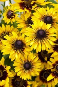 Rudbekya güneş şapkası tohumu rudbeckia sputnik