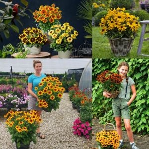 Rudbekya güneş şapkası tohumu rudbeckia sputnik