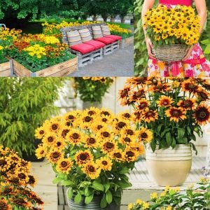 Rudbekya güneş şapkası tohumu rudbeckia sputnik