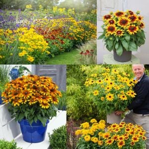 Rudbekya güneş şapkası tohumu rudbeckia sputnik
