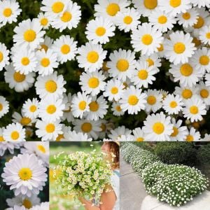 Yayılıcı papatya tohumu chrysanthemum northern lights