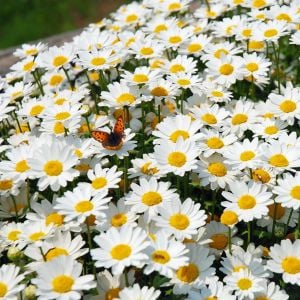 Yayılıcı papatya tohumu chrysanthemum northern lights