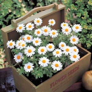 Yayılıcı papatya tohumu chrysanthemum northern lights
