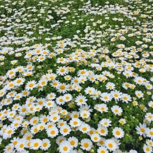 Yayılıcı papatya tohumu chrysanthemum northern lights