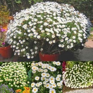 Yayılıcı papatya tohumu chrysanthemum northern lights