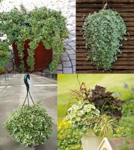 Plectranthus forsteri variegata fidesi sarkan