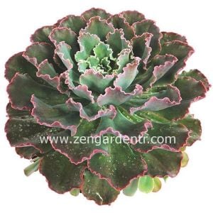 Echeveria ruffles tohumu