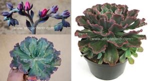 Echeveria ruffles tohumu