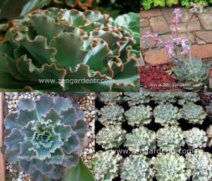 Echeveria ruffles tohumu