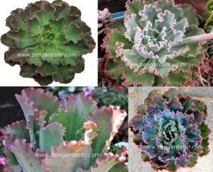 Echeveria ruffles tohumu
