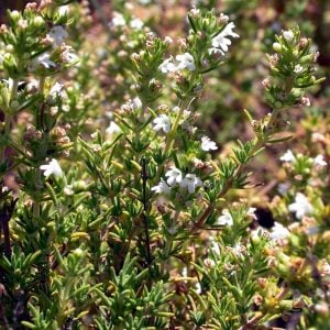 İspanyol kekiği fidesi thymus zygis