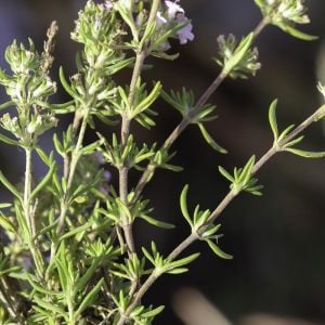 İspanyol kekiği fidesi thymus zygis
