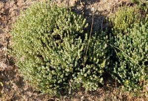 İspanyol kekiği fidesi thymus zygis