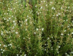 İspanyol kekiği fidesi thymus zygis