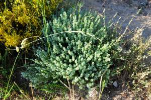 İspanyol kekiği fidesi thymus zygis