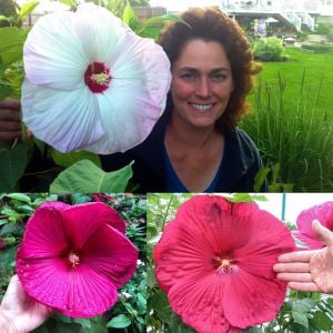 Hibiscus disco belle ve galaxy tohumu karışımı