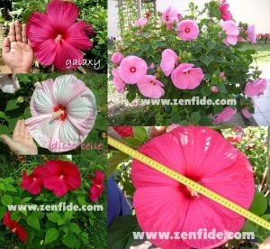 Hibiscus disco belle ve galaxy tohumu karışımı