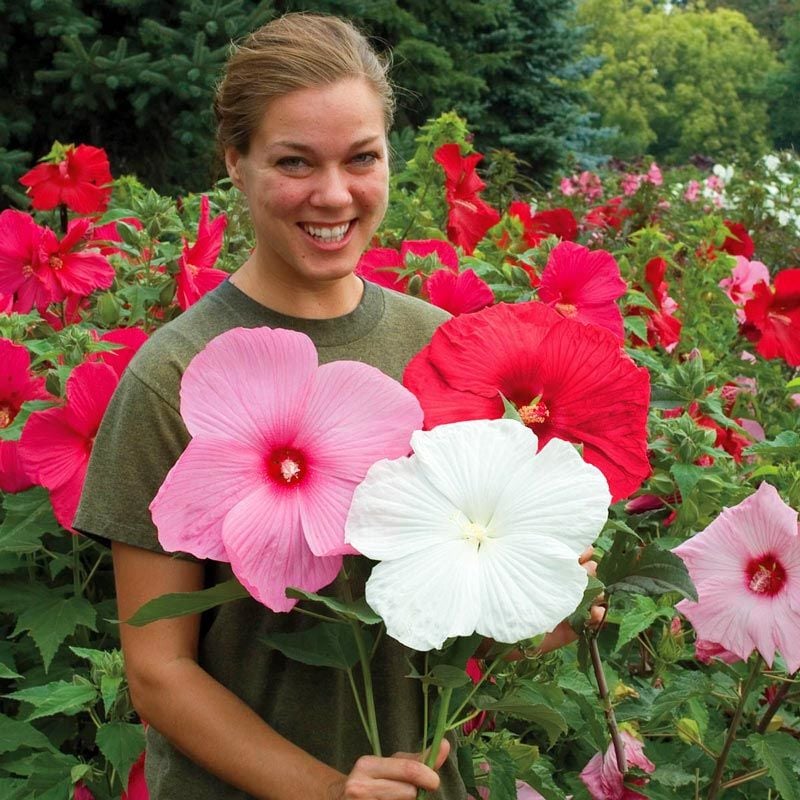 Hibiscus disco belle ve galaxy tohumu karışımı