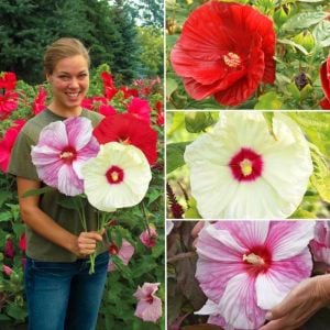 Hibiscus disco belle ve galaxy tohumu karışımı