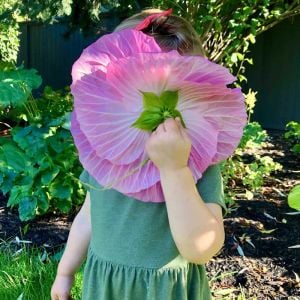 Hibiscus disco belle ve galaxy tohumu karışımı