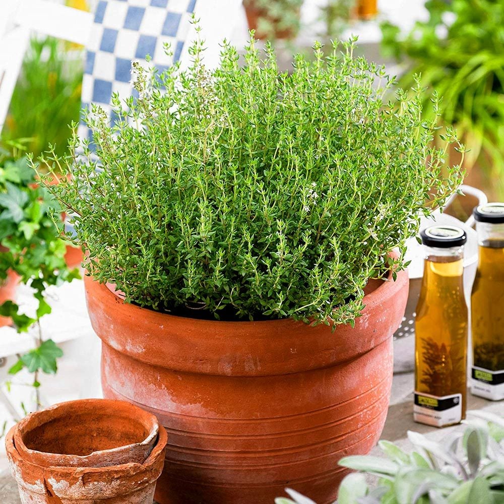 Şef kekik fidesi sofralık mutfak kekiği chef thyme