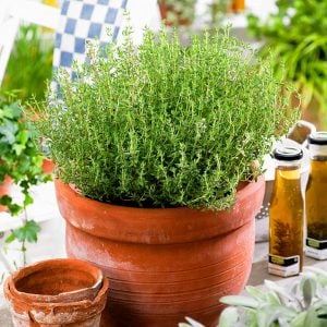 Şef kekik fidesi sofralık mutfak kekiği chef thyme