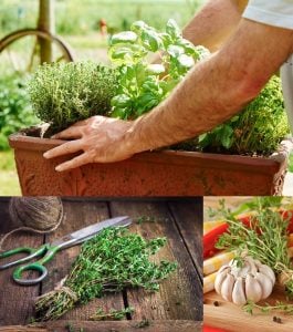 Şef kekik fidesi sofralık mutfak kekiği chef thyme