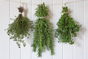 Şef kekik fidesi sofralık mutfak kekiği chef thyme