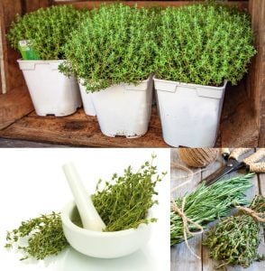 Şef kekik fidesi sofralık mutfak kekiği chef thyme