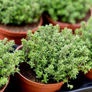 Şef kekik fidesi sofralık mutfak kekiği chef thyme