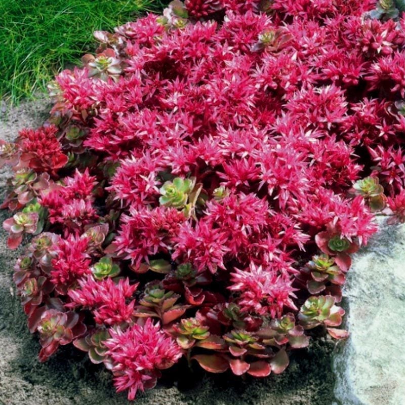 Sedum spurium kırmızı çiçekli sukulent bitki