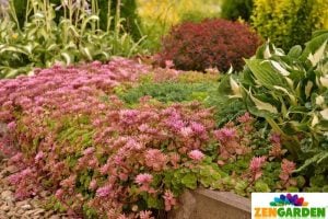 Sedum spurium kırmızı çiçekli sukulent bitki