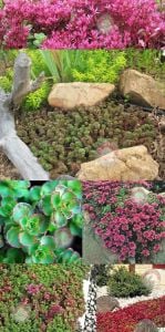 Sedum spurium kırmızı çiçekli sukulent bitki