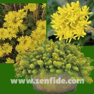Sedum reflexum fidesi sarı çiçekli dam koruğu