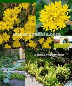 Sedum reflexum fidesi sarı çiçekli dam koruğu