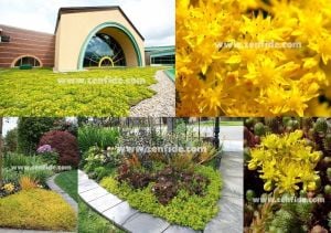 Sedum reflexum fidesi sarı çiçekli dam koruğu