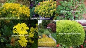 Sedum reflexum fidesi sarı çiçekli dam koruğu