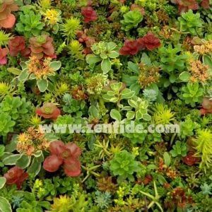 Sedum fidesi mix damkoruğu kayabahçesi karışımı