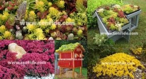 Sedum fidesi mix damkoruğu kayabahçesi karışımı