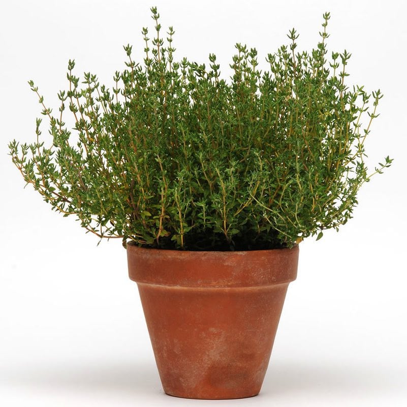 Fransız yaz kekiği fidesi thymus french summer